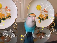 -青石桥花鸟鱼虫市场(叠翠城店)