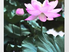 -陈家山荷花公园