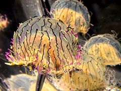 -鹿儿岛水族馆