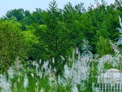 -桤木河湿地公园