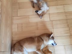 -喜柴咖啡·柴犬狗咖