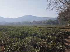 -中国茶叶博物馆(双峰馆区)