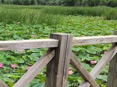 -野鸭湖国家湿地公园