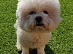 -北京京卫宠物寄养训练中心