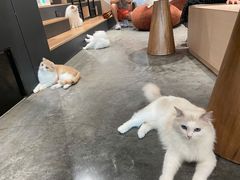 -瞄一喵猫咖(格力海岸店)