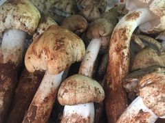 鸡枞菌-菌之家·专业纯野生菌火锅·特色炒菌