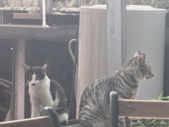 -洞背山庄(洞背院区式管理小区店)