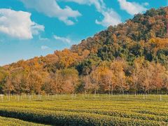 -中国茶叶博物馆(双峰馆区)