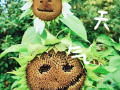 -花开海上生态园