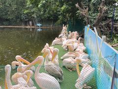 -广州长隆飞鸟乐园