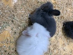 -龟与熊猫宠物公园(南坪店)