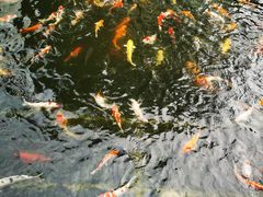 -番禺宾馆丽苑厅