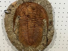 -辽宁古生物博物馆