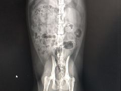 -瑞派雷欧宠物医院·中兽医·眼科·急重症转诊中心(黄台店)