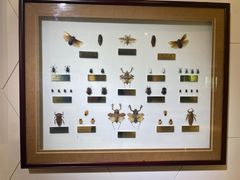 -上海昆虫博物馆