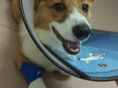 -创凡宠物医院·骨专科  猫科中心(西乡分院)