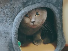 -瑞派·关忠动物医院·异宠专科·犬猫肿瘤·皮肤专科(望京店)