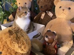 -咖法森林·咖啡  酒吧(天河店)