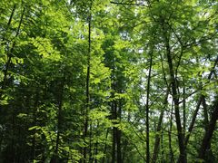 -桤木河湿地公园