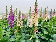 -顺峰山公园