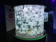 -绿色星球动物主题公园