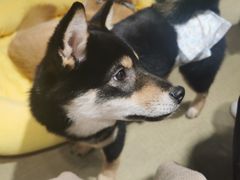 -逗柴咖啡屋·狗咖猫咖宠物桌游