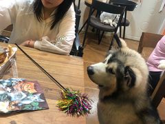 -李小姐の猫咖啡馆(五角场店)