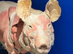 -生命奥秘博物馆