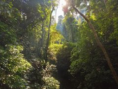 -西双版纳原始森林公园