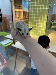 -Moni星球萌宠·小马宝莉·灵蛇·高端高阶全萌宠互动体验俱乐部(红豆国际广场店)