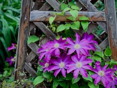 -国家植物园南园