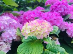 -成都群光君悦酒店·露天花园