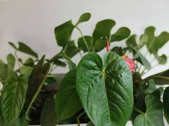 -琥珀咖啡 Ambercoffee