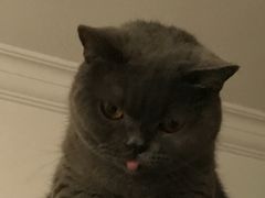 -瑞派福兴宠物医院犬猫全科·骨科·中西医结合(河东店)