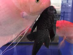 -宝岛眼镜(杭州万塘路旗舰店)