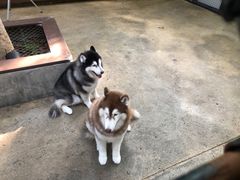 -TrueLove @ Neverland (Husky Cafe)