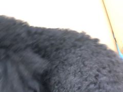 -喜多萌中农锦绣动物医院24H·猫科·牙科MRI·CT