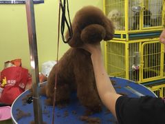 -爱宠屋pet shop·宠物洗澡·宠物美容