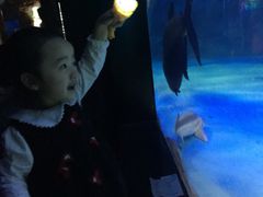 -烟台海昌鲸鲨海洋公园