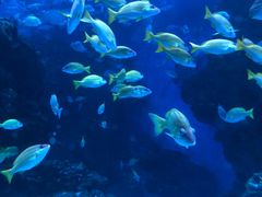 -海合安成都极地海洋公园