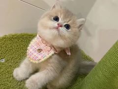 -欣宠猫屋·矮脚拿破仑·蓝金金渐层