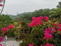 -深圳仙湖植物园