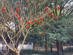 -上海佘山国家森林公园天马山园