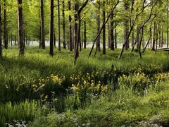 -黄海国家森林公园