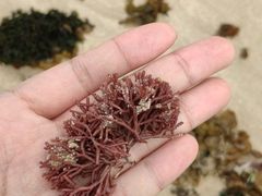 -石螺口海滩