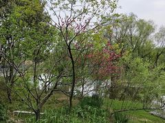 -西湖风景区-江洋畈生态公园