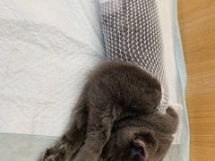 -瑞派长江宠物医院·猫科·外科·24小时夜护(谊城公寓分院)