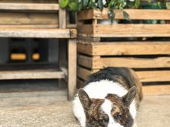-自由生长植物工作室(深港花卉中心店)
