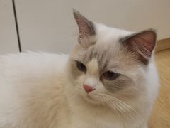 -猫咪派对(江南西店)