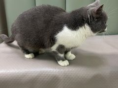 -艾贝尔宠物诊疗